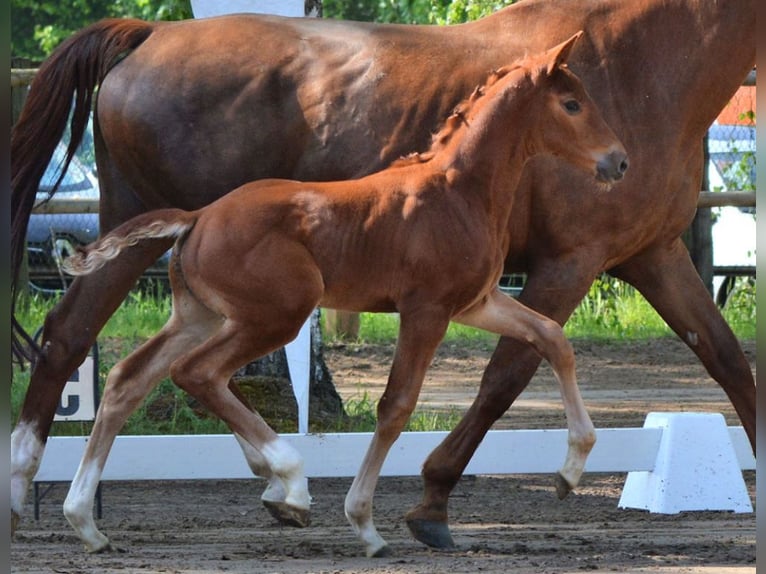 Belgisch Warmbloed Merrie 14 Jaar 171 cm Vos in Riedstadt