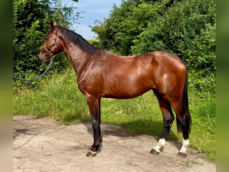 Belgisch Warmbloed Merrie 14 Jaar 172 cm Donkerbruin in Brzyków