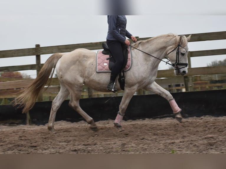 Belgisch Warmbloed Merrie 15 Jaar 164 cm Wit in Achtmaal