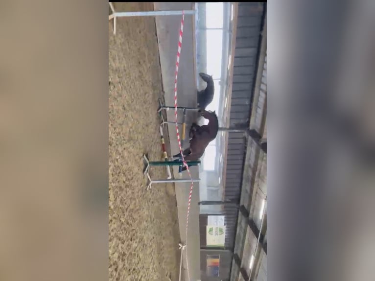 Belgisch Warmbloed Merrie 15 Jaar 165 cm Bruin in Zele