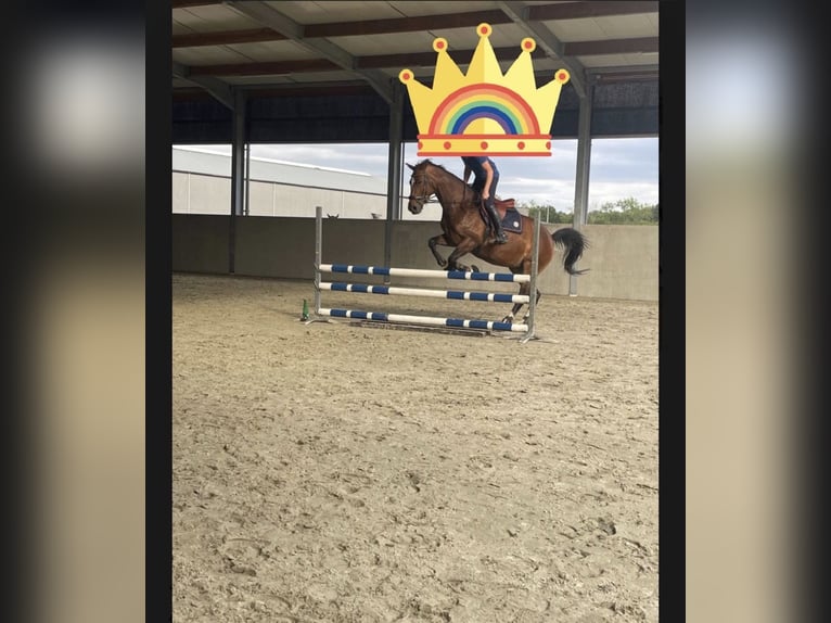 Belgisch Warmbloed Merrie 15 Jaar 165 cm Bruin in Zele