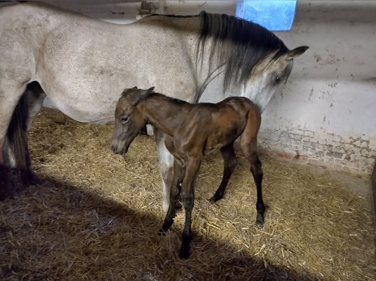 Belgisch Warmbloed Merrie 15 Jaar 168 cm Schimmel in Grote-Brogel
