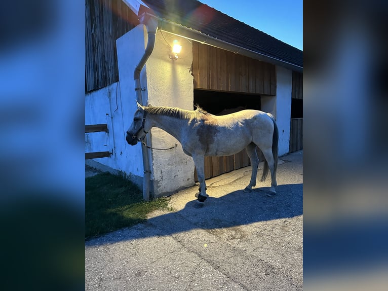 Belgisch Warmbloed Merrie 16 Jaar 160 cm Brown Falb schimmel in Schwertberg