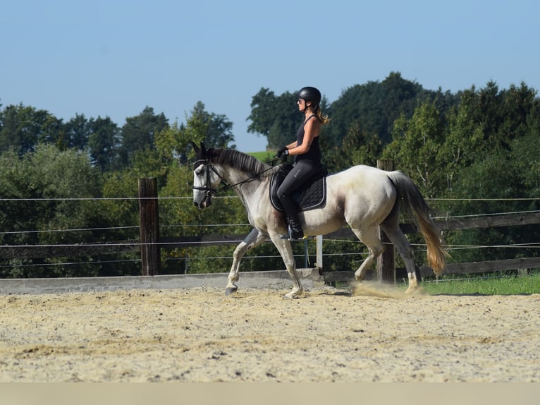 Belgisch Warmbloed Merrie 16 Jaar 160 cm Brown Falb schimmel in Schwertberg