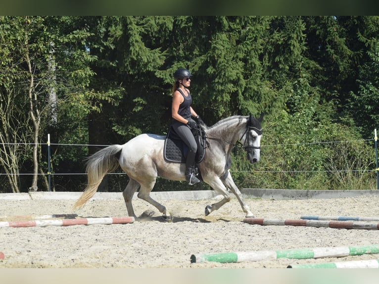 Belgisch Warmbloed Merrie 16 Jaar 160 cm Brown Falb schimmel in Schwertberg