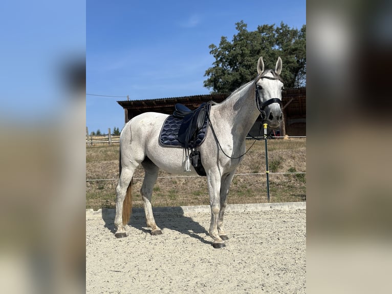 Belgisch Warmbloed Merrie 16 Jaar 160 cm Brown Falb schimmel in Schwertberg