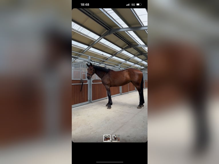 Belgisch Warmbloed Merrie 16 Jaar 160 cm Donkerbruin in Schelderode