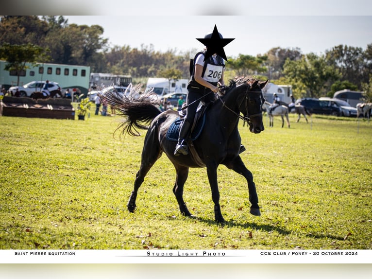 Belgisch Warmbloed Merrie 16 Jaar 162 cm Donkerbruin in Clermont l'hérault