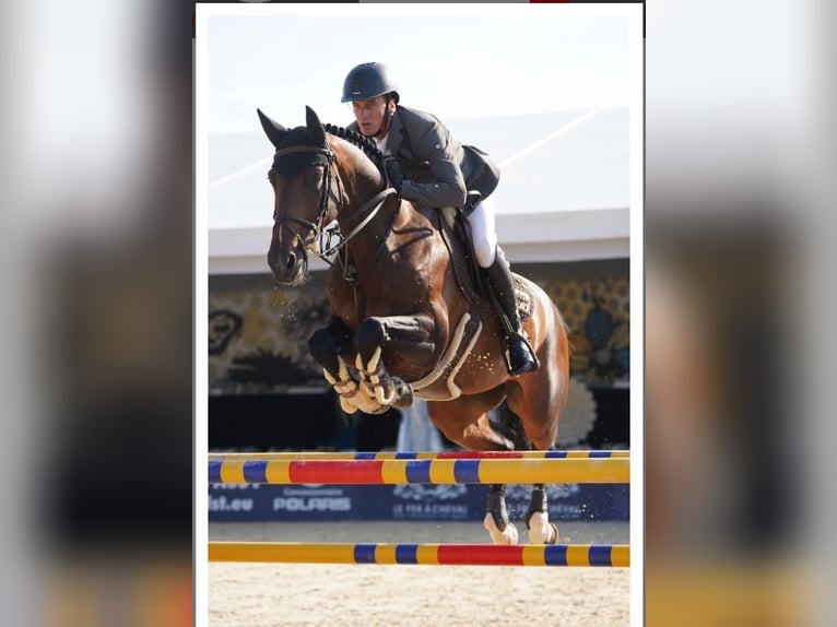 Belgisch Warmbloed Merrie 16 Jaar 165 cm Bruin in CHOULEX