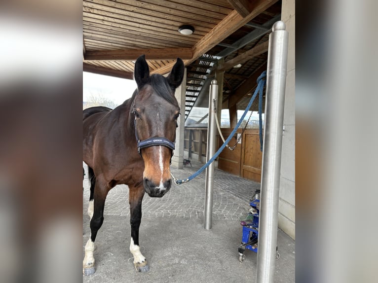 Belgisch Warmbloed Merrie 16 Jaar 165 cm Bruin in CHOULEX