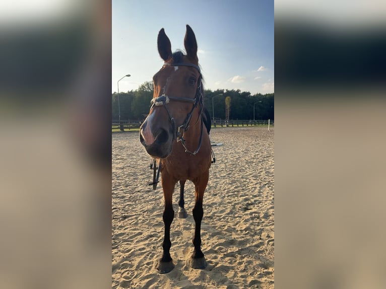 Belgisch Warmbloed Merrie 16 Jaar 165 cm Roodbruin in Tessenderlo