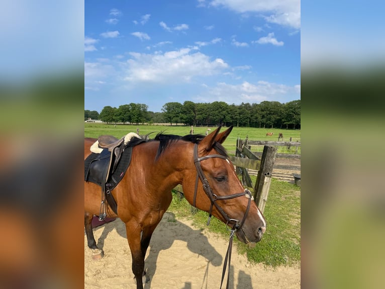 Belgisch Warmbloed Merrie 16 Jaar 165 cm Roodbruin in Tessenderlo