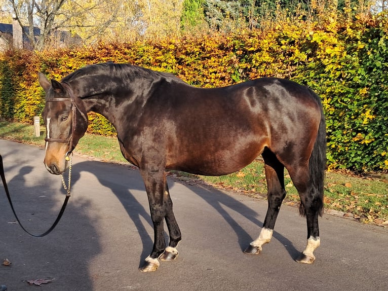Belgisch Warmbloed Merrie 16 Jaar 168 cm Bruin in GROTE-BROGEL