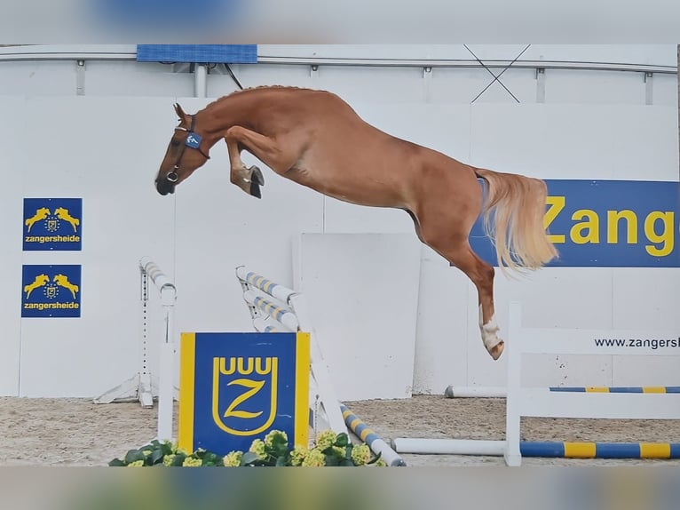 Belgisch Warmbloed Merrie 16 Jaar 168 cm Vos in Vitrival