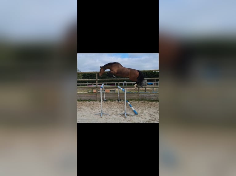 Belgisch Warmbloed Merrie 16 Jaar Bruin in Saint-Jean-de-Rebervilliers