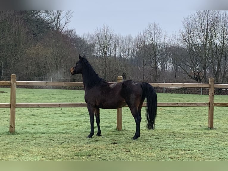 Belgisch Warmbloed Merrie 17 Jaar 165 cm Donkerbruin in Aalter