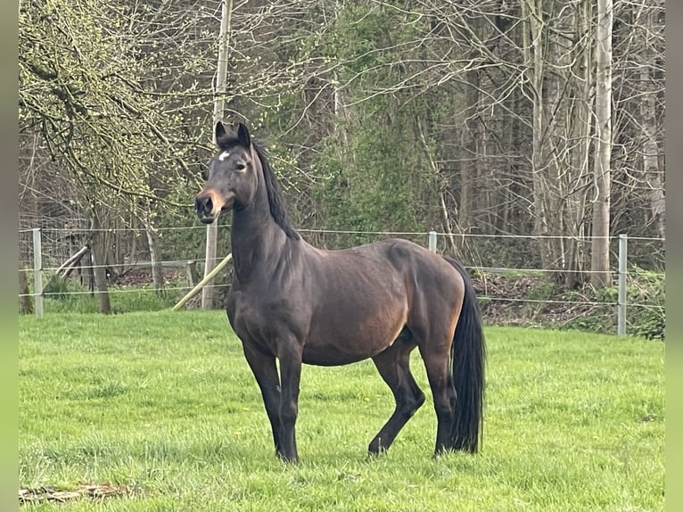 Belgisch Warmbloed Merrie 17 Jaar 165 cm Donkerbruin in Aalter