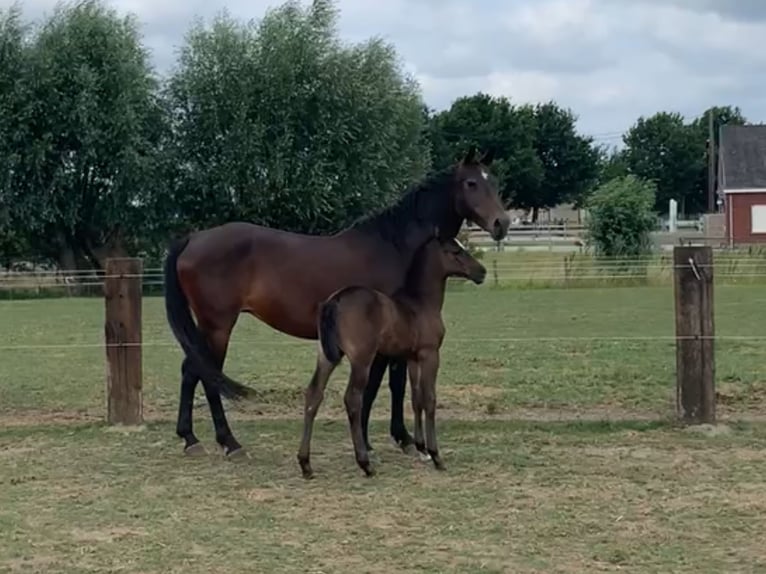 Belgisch Warmbloed Merrie 17 Jaar 165 cm Donkerbruin in Aalter