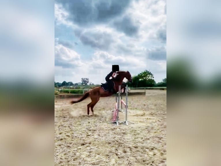 Belgisch Warmbloed Merrie 17 Jaar 165 cm Donkere-vos in Wippelgem