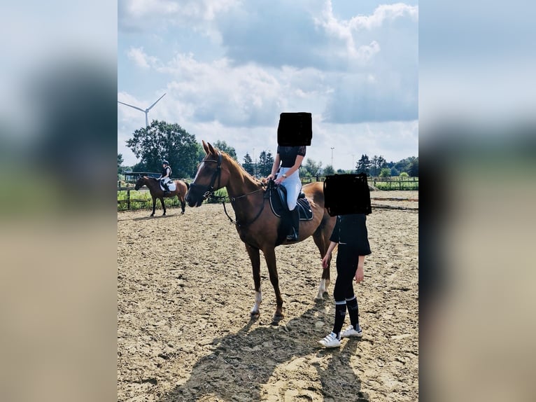 Belgisch Warmbloed Merrie 17 Jaar 165 cm Donkere-vos in Wippelgem