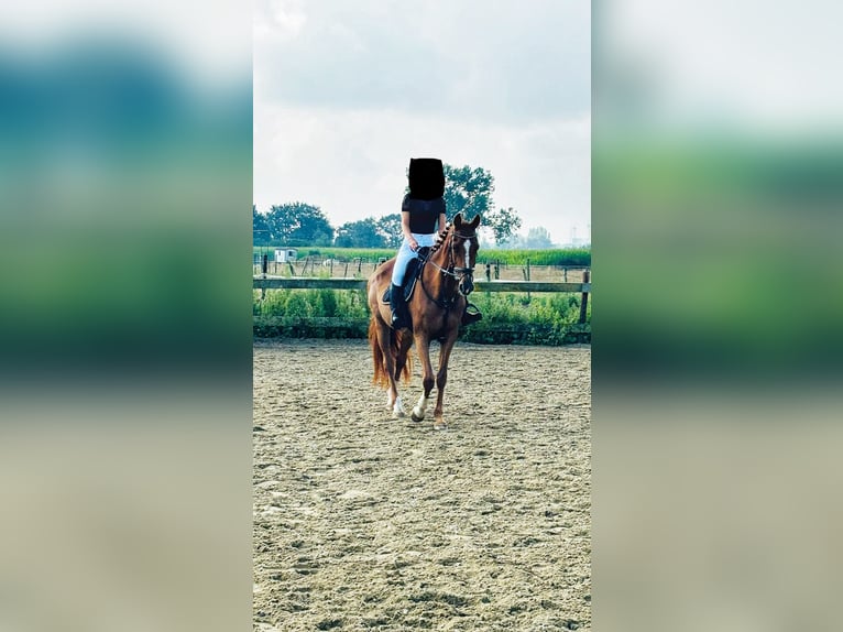 Belgisch Warmbloed Merrie 17 Jaar 165 cm Donkere-vos in Wippelgem