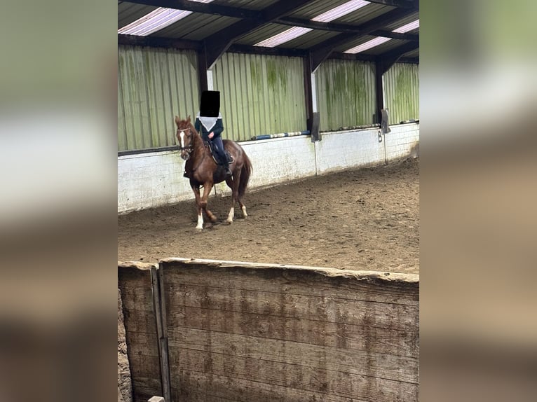 Belgisch Warmbloed Merrie 17 Jaar 165 cm Donkere-vos in Wippelgem