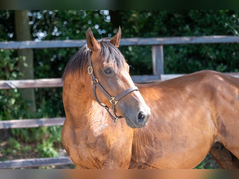 Belgisch Warmbloed Merrie 17 Jaar 172 cm Bruin in GROTE-BROGEL