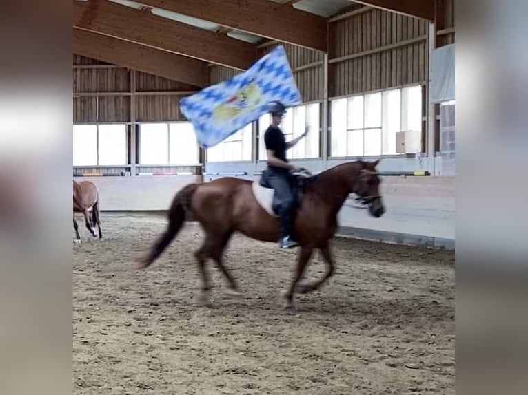 Belgisch Warmbloed Merrie 18 Jaar 170 cm Vos in Gilching