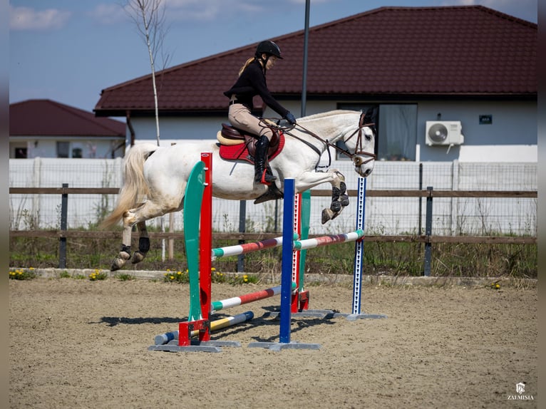Belgisch Warmbloed Merrie 19 Jaar 163 cm Schimmel in Darza