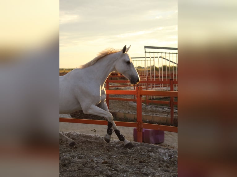 Belgisch Warmbloed Merrie 19 Jaar 163 cm Schimmel in Darza