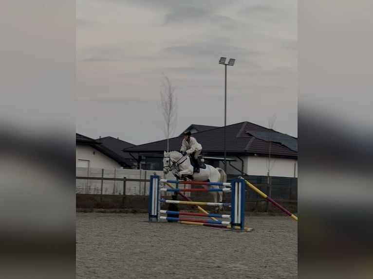 Belgisch Warmbloed Merrie 19 Jaar 163 cm Schimmel in Darza