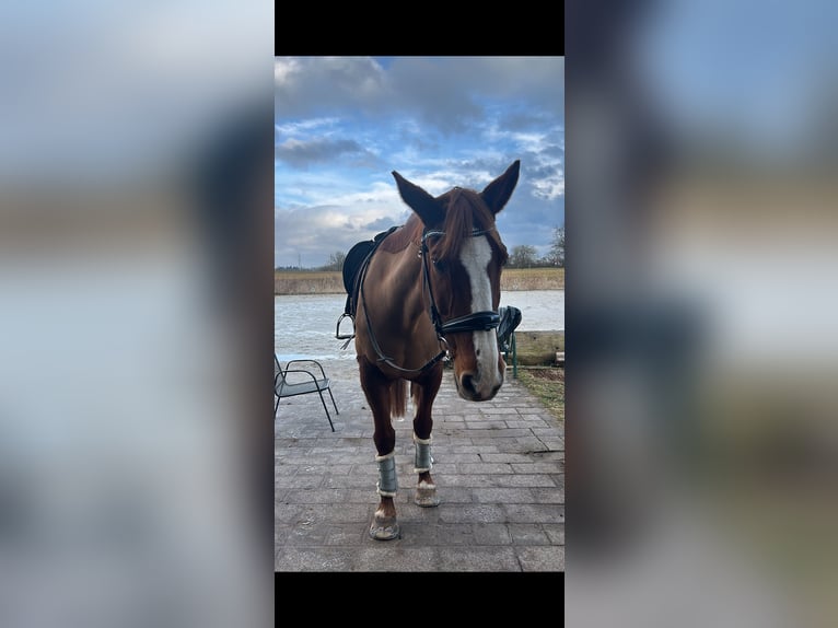 Belgisch Warmbloed Merrie 19 Jaar 173 cm Vos in G&#xFC;glingen