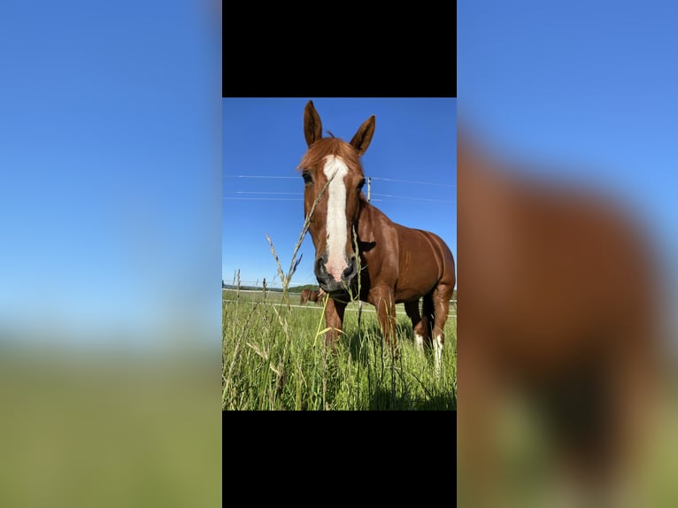 Belgisch Warmbloed Merrie 19 Jaar 173 cm Vos in G&#xFC;glingen
