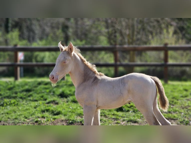 Belgisch Warmbloed Merrie 1 Jaar 138 cm Perlino in vISZ