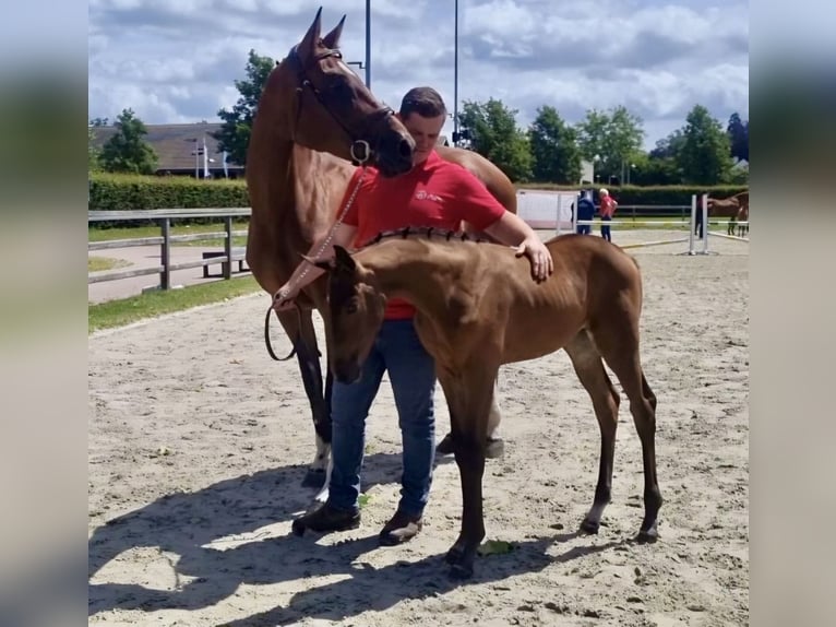 Belgisch Warmbloed Merrie 1 Jaar Donkerbruin in Torhout