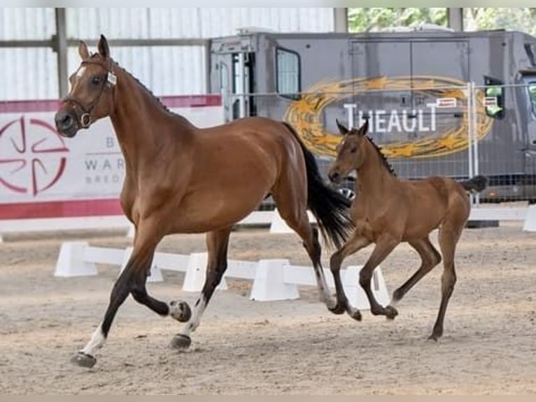 Belgisch Warmbloed Merrie 1 Jaar Donkerbruin in Torhout