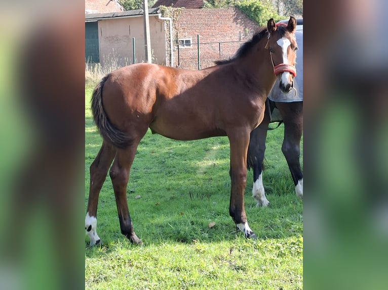 Belgisch Warmbloed Merrie 1 Jaar Gevlekt-paard in Welle