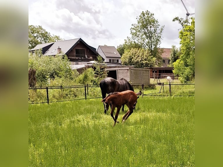 Belgisch Warmbloed Merrie 1 Jaar Gevlekt-paard in Welle