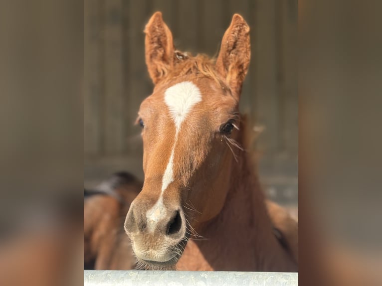 Belgisch Warmbloed Mix Merrie 1 Jaar Vos in Metz