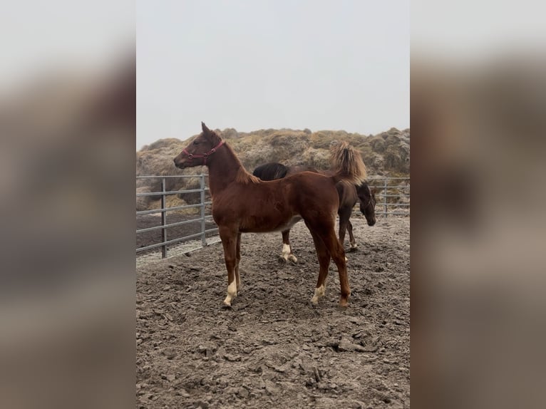 Belgisch Warmbloed Mix Merrie 1 Jaar Vos in Metz