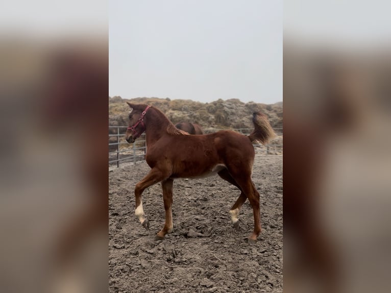 Belgisch Warmbloed Mix Merrie 1 Jaar Vos in Metz