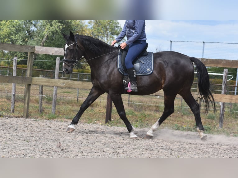 Belgisch Warmbloed Merrie 20 Jaar 168 cm Donkerbruin in Achtmaal