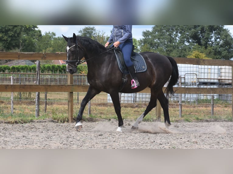 Belgisch Warmbloed Merrie 20 Jaar 168 cm Donkerbruin in Achtmaal