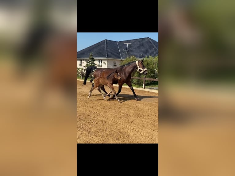 Belgisch Warmbloed Merrie 21 Jaar 170 cm Donkerbruin in Schwaan