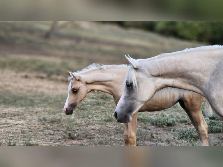 Belgisch Warmbloed Merrie 2 Jaar 135 cm Palomino in Visz