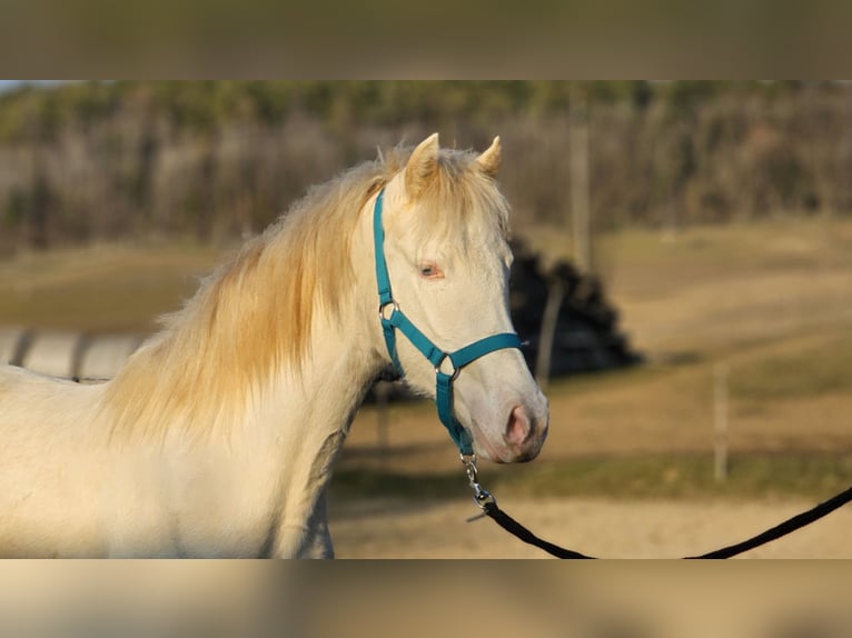 Belgisch Warmbloed Merrie 2 Jaar 142 cm Perlino in Visz