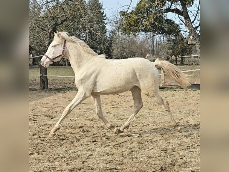 Belgisch Warmbloed Merrie 2 Jaar 142 cm Perlino in Visz