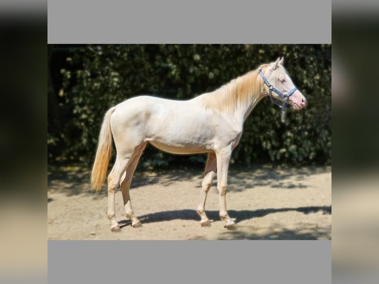 Belgisch Warmbloed Merrie 2 Jaar 142 cm Perlino in Visz