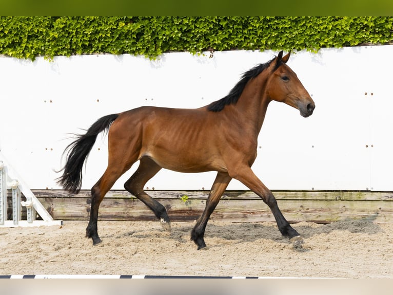 Belgisch Warmbloed Merrie 2 Jaar 150 cm Bruin in Waddinxveen