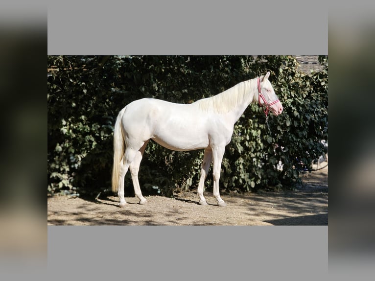 Belgisch Warmbloed Merrie 2 Jaar 152 cm Cremello in Visz